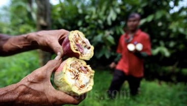 HASIL KOMODITAS KABUPATEN BERAU : Sinergi Memperkuat Kapasitas Produksi Kakao