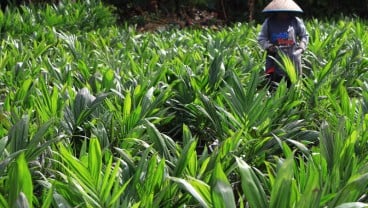 Peremajaan Kelapa Sawit di Sumbar Terganjal Sejumlah Kendala