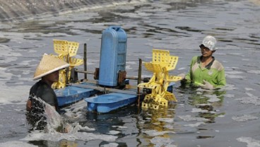 Potensi Tambak Bengkalis 1.300 Hektare, Baru 100 Ha Termanfaatkan