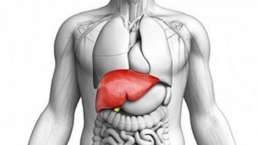 7 Penyebab Penyakit Perlemakan Hati, Termasuk Alkohol