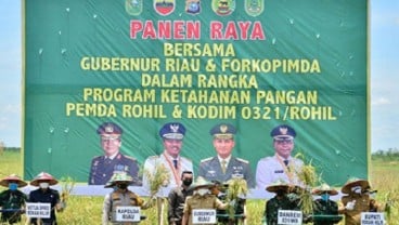 Gubernur Riau Ikut Panen Raya Padi di Rokan Hilir Seluas 350 Hektare