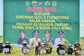 Gubernur Riau Ikut Panen Raya Padi di Rokan Hilir…