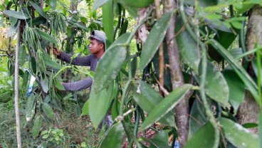 Salatiga Dicanangkan Menjadi Kota Vanili