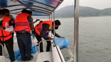 Tebar Benih Ikan, Cara PJT II Jaga Ekosistem Waduk Jatiluhur