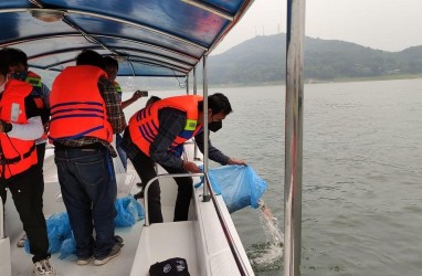 Tebar Benih Ikan, Cara PJT II Jaga Ekosistem Waduk Jatiluhur