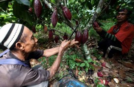 Nilai Tukar Petani Naik 0,18 Persen pada Maret 2021