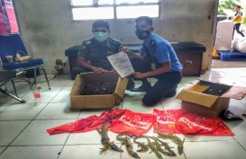 Penyelundupan 22 Anakan Buaya Berhasil Digagalkan 