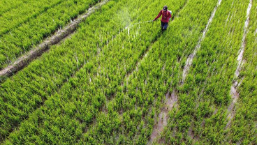 Nilai Tukar Petani & Rata-rata Harga Gabah di Banten Menurun