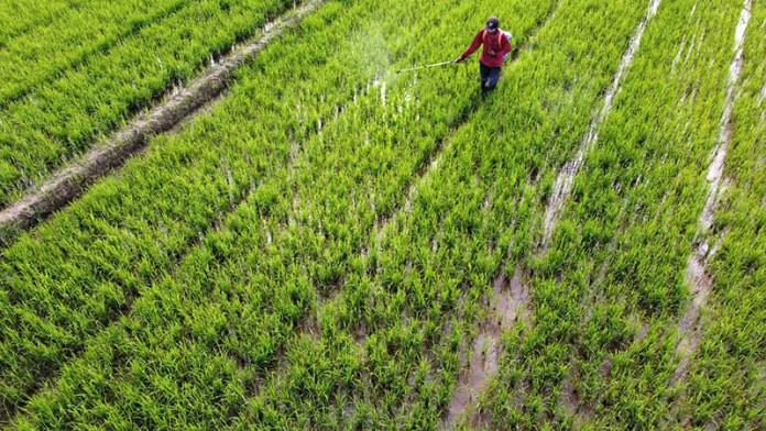 Nilai Tukar Petani & Rata-rata Harga Gabah di Banten Menurun