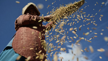 Petani Diminta Tunda Jual Gabah Akibat Tekanan Harga