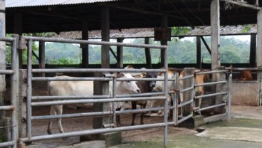 Perusahaan Penggemukan Sapi di Lampung Diminta Tidak Naikkan Harga