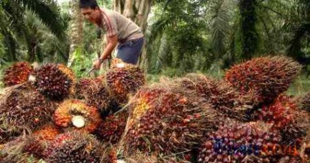 Tandan buah segar/Bisnis.com