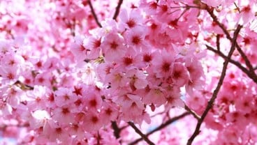 Tahun Ini, Bunga Sakura di Jepang Mekar Lebih Awal, Pertama dalam 1.200 Tahun