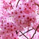 Tahun Ini, Bunga Sakura di Jepang Mekar Lebih Awal, Pertama dalam 1.200 Tahun