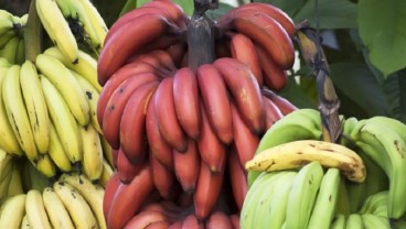 10 Manfaat Pisang Merah: Cegah Batu Ginjal hingga Turunkan Kolesterol