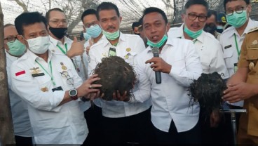 Madiun Menggencarkan Budi Daya Porang, Sediakan Puluhan Hektare Lahan