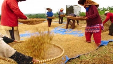 Pupuk Tersedia di Kios, Petani di Subang Percepat Masa Tanam