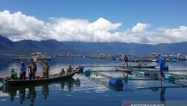 Lima Ton Ikan Nila Milik Petani di Danau Maninjau Mati