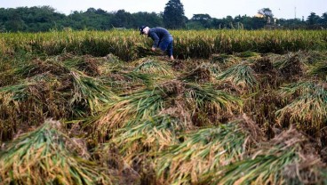 Tak Terjangkau Irigasi, 3.200 Ha Sawah di Karawang Langganan Kekeringan