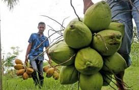Bengkalis Dorong Masyarakat Kembangkan Komoditas Kelapa