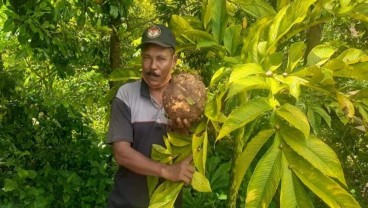 Desa Jutawan di Madiun Lahir dari Porang