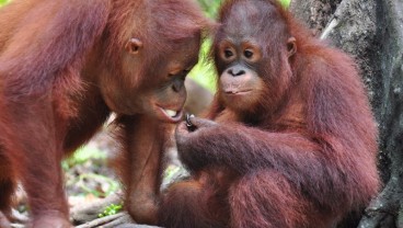 Krakakoa dan BOSF Bantu Konservasi Orangutan dengan Cokelat