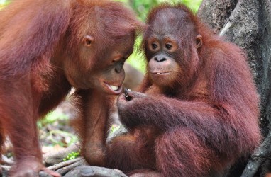 Krakakoa dan BOSF Bantu Konservasi Orangutan dengan Cokelat