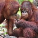 Krakakoa dan BOSF Bantu Konservasi Orangutan dengan Cokelat