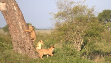 Ini Tempat Paling Menarik di Afrika untuk Anda Kunjungi