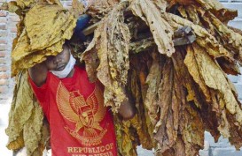 PEMULIHAN EKONOMI NASIONAL : Lombok Timur Jadi Kawasan Industri Hasil Tembakau