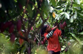Industri Kakao Terhambat Data Pemerintah