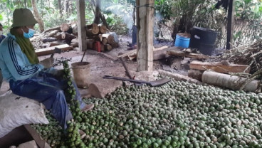 Berkah Ramadan untuk Petani Kolang-kaling di Purwakarta 