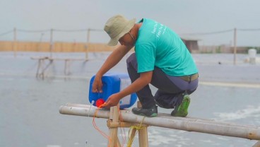 Wabah Penyakit di Tambak, Kendala Bisnis Budidaya Udang