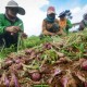 Temanggung Mengintensifkan Pengembangan Bawang Merah