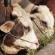 Pembelian Peternakan Sapi di Belgia Tak Hilangkan Kewajiban Swasembada Daging