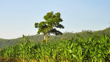 Sumbar Targetkan 7.500 Ha Lahan Baru Ditanami Jagung