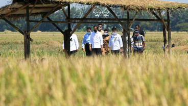 Presiden Joko Widodo Hadiri Panen Raya Padi di Indramayu