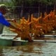 Pembangunan Shrimp Estate di Aceh Ditargetkan Selesai Tahun Ini