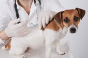 Dua Dokter Hewan di Chili Jadikan Vaksin Anjing sebagai Vaksin Covid-19