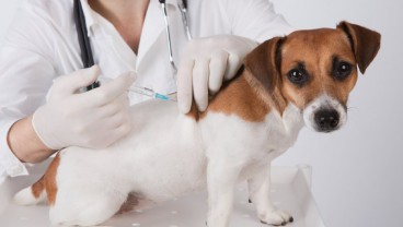 Dua Dokter Hewan di Chili Jadikan Vaksin Anjing sebagai Vaksin Covid-19