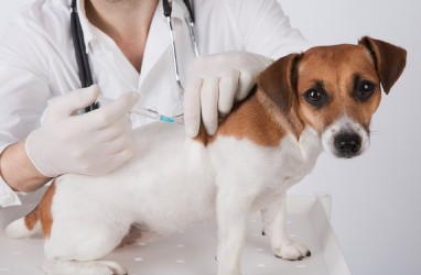 Dua Dokter Hewan di Chili Jadikan Vaksin Anjing sebagai Vaksin Covid-19