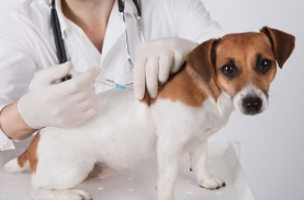 Dua Dokter Hewan di Chili Jadikan Vaksin Anjing sebagai…