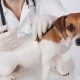 Dua Dokter Hewan di Chili Jadikan Vaksin Anjing sebagai Vaksin Covid-19