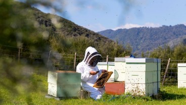 Madu Manuka Baik untuk Orang Berpuasa, Ini Segudang Manfaatnya