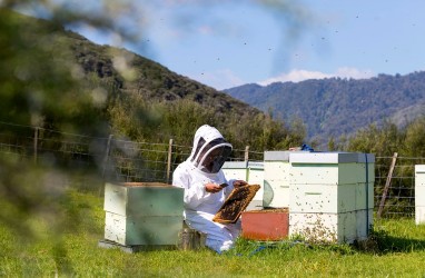 Madu Manuka Baik untuk Orang Berpuasa, Ini Segudang Manfaatnya