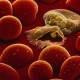 Universitas Oxford Temukan Vaksin Malaria, Kemanjuran 77 Persen