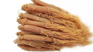 Ginseng Merah Korea Diklaim Bisa Jadi Booster Kinerja Vaksin Covid-19