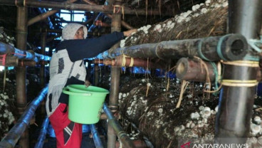 Peluang Usaha Jamur Merang Cukup Menjanjikan