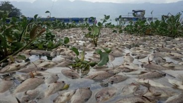 Berton-Ton Bangkai Ikan Terapung di Danau Maninjau