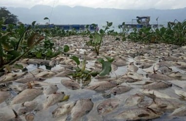 Berton-Ton Bangkai Ikan Terapung di Danau Maninjau